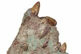 Nine Phytosaur (Redondasaurus) Teeth In Sandstone - New Mexico #62901-1